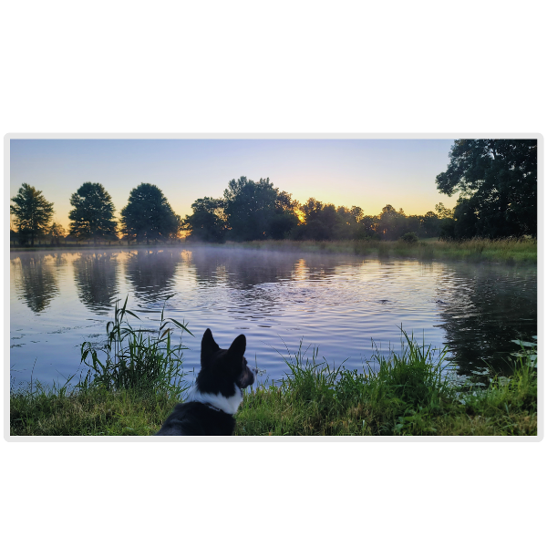 PondPride Pond + Lake Aerator Complete Kit with Weighted Diffuser Air Stone & 110V Compressor | DIY Pond Health Technology